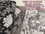 画像1: BEST OF MORRIS moda　アネモネ　フラワー・花柄　USAコットン　シーチング生地 (1)