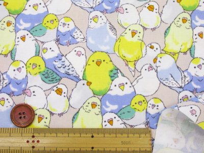 画像1: インコ大集合　インコ　鳥柄　オックス生地