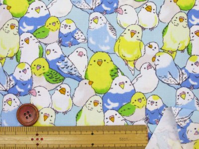 画像3: インコ大集合　インコ　鳥柄　オックス生地