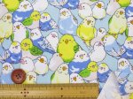 画像10: インコ大集合　インコ　鳥柄　オックス生地 (10)