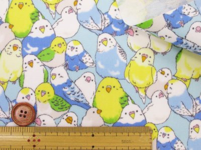 画像3: インコ大集合　インコ　鳥柄　オックス生地 ラミネート　つや消し