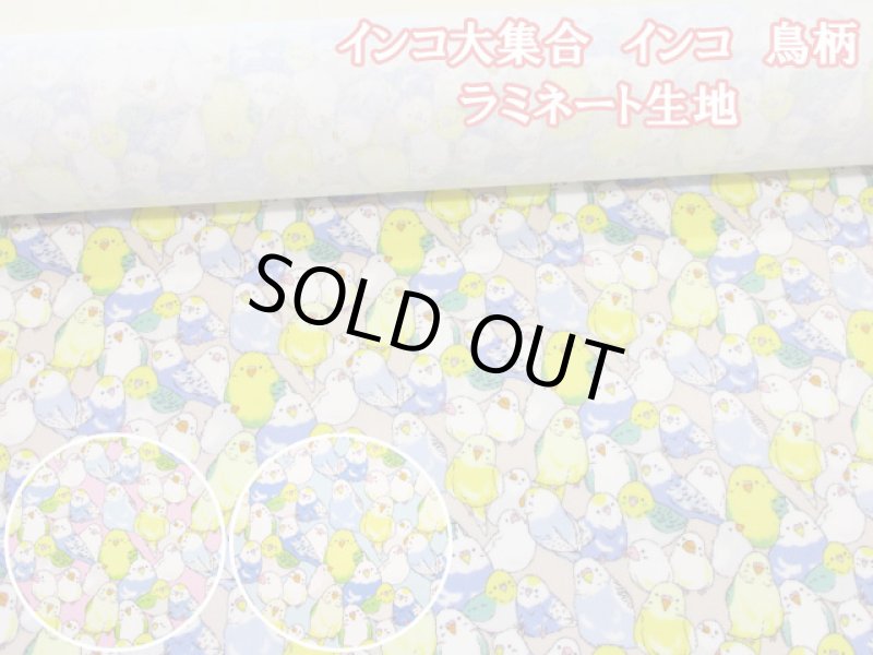 画像1: インコ大集合 インコ 鳥柄 オックス生地 ラミネート つや消し (1)