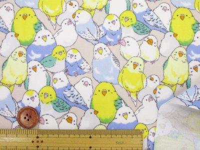 画像1: インコ大集合　インコ　鳥柄　オックス生地 ラミネート　つや消し