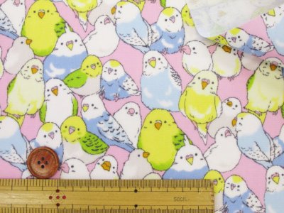 画像2: インコ大集合　インコ　鳥柄　オックス生地 ラミネート　つや消し