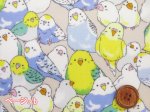 画像2: インコ大集合　インコ　鳥柄　オックス生地 ラミネート　つや消し (2)