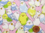 画像5: インコ大集合　インコ　鳥柄　オックス生地 ラミネート　つや消し (5)