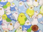 画像8: インコ大集合　インコ　鳥柄　オックス生地 ラミネート　つや消し (8)