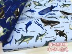 画像1: 海の生き物 サメ・クジラ・イルカ 海柄 オックス生地 (1)