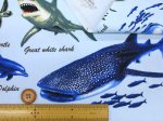 画像4: 海の生き物 サメ・クジラ・イルカ 海柄 オックス生地 (4)