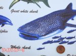 画像2: 海の生き物 サメ・クジラ・イルカ 海柄 オックス生地 ラミネート つや消し (2)
