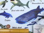 画像4: 海の生き物 サメ・クジラ・イルカ 海柄 オックス生地 ラミネート つや消し (4)
