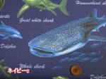 画像5: 海の生き物 サメ・クジラ・イルカ 海柄 オックス生地 ラミネート つや消し (5)