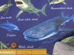 画像7: 海の生き物 サメ・クジラ・イルカ 海柄 オックス生地 ラミネート つや消し (7)