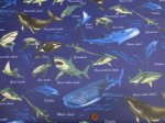 画像6: 海の生き物 サメ・クジラ・イルカ 海柄 オックス生地 ラミネート つや消し (6)