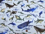 画像3: 海の生き物 サメ・クジラ・イルカ 海柄 オックス生地 ラミネート つや消し (3)