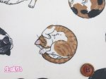画像2: まんまるねこ 三毛猫・茶トラ・猫柄 オックス生地 ラミネート つや消し コスモテキスタイル (2)