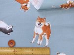 画像10: 柴犬の日常　柴犬・わんこ・犬柄　オックス生地　コスモテキスタイル (10)