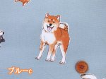 画像8: 柴犬の日常　柴犬・わんこ・犬柄　オックス生地　コスモテキスタイル (8)