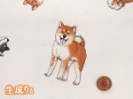 画像2: 柴犬の日常　柴犬・わんこ・犬柄　オックス生地　コスモテキスタイル (2)