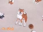 画像5: 柴犬の日常　柴犬・わんこ・犬柄　オックス生地　コスモテキスタイル (5)