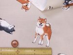 画像7: 柴犬の日常　柴犬・わんこ・犬柄　オックス生地　コスモテキスタイル (7)