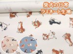 画像1: 柴犬の日常　柴犬・わんこ・犬柄　オックス生地 ラミネート つや消し コスモテキスタイル (1)