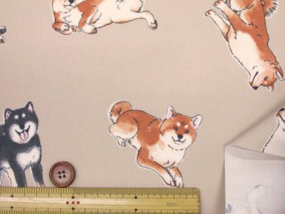 画像2: 柴犬の日常　柴犬・わんこ・犬柄　オックス生地 ラミネート つや消し コスモテキスタイル