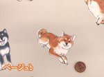 画像5: 柴犬の日常　柴犬・わんこ・犬柄　オックス生地 ラミネート つや消し コスモテキスタイル (5)