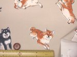 画像7: 柴犬の日常　柴犬・わんこ・犬柄　オックス生地 ラミネート つや消し コスモテキスタイル (7)