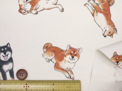 画像1: 柴犬の日常　柴犬・わんこ・犬柄　オックス生地 ラミネート つや消し コスモテキスタイル