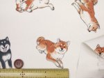 画像4: 柴犬の日常　柴犬・わんこ・犬柄　オックス生地 ラミネート つや消し コスモテキスタイル (4)