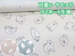 画像1: 可愛い サモエド　わんこ・犬柄　オックス生地 ラミネート つや消し コスモテキスタイル (1)