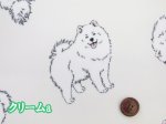 画像2: 可愛い サモエド　わんこ・犬柄　オックス生地 ラミネート つや消し コスモテキスタイル (2)