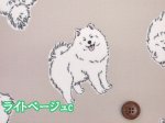 画像5: 可愛い サモエド　わんこ・犬柄　オックス生地 ラミネート つや消し コスモテキスタイル (5)
