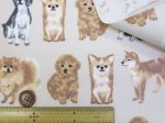 画像4: 並んだワンコ　いぬ・犬柄　オックス生地　(ライトベージュ) 　ラミネート　はぎれ２０ｃｍ↑ (4)