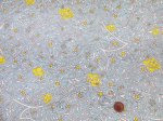 画像4: ９月１日より販売開始　 neige＋コラボ商品　プランタン　撥水加工　ナイロンオックス生地 (4)
