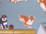 画像10: 柴犬の日常　柴犬・わんこ・犬柄　オックス生地 ラミネート つや消し コスモテキスタイル (10)