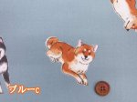 画像8: 柴犬の日常　柴犬・わんこ・犬柄　オックス生地 ラミネート つや消し コスモテキスタイル (8)