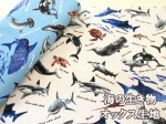 画像1: 海の生き物 図鑑柄 サメ クジラ シャチ ウミガメ オックス生地 (1)