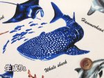 画像2: 海の生き物 図鑑柄 サメ クジラ シャチ ウミガメ オックス生地 (2)