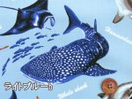 画像5: 海の生き物 図鑑柄 サメ クジラ シャチ ウミガメ オックス生地 (5)